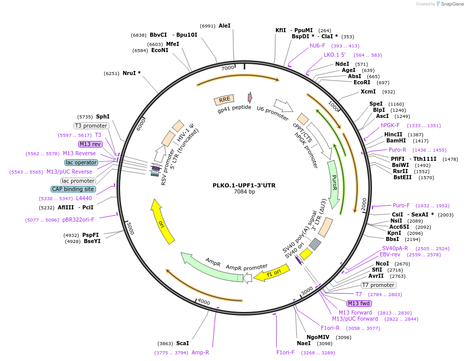136036-plasmid-map-sequence-id-269244