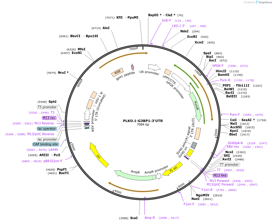 136038-plasmid-map-sequence-id-269246