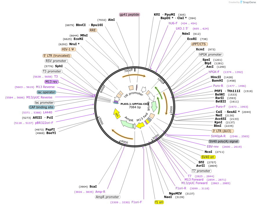 136043-plasmid-map-sequence-id-269248