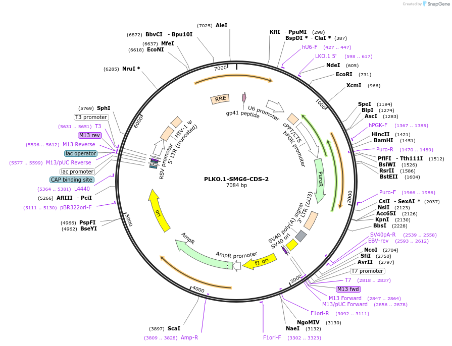 136047-plasmid-map-sequence-id-269251