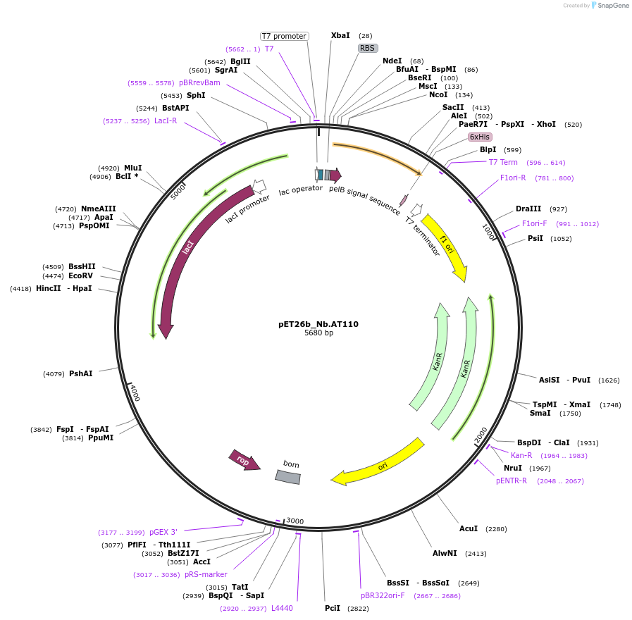 135480-plasmid-map-sequence-id-269253