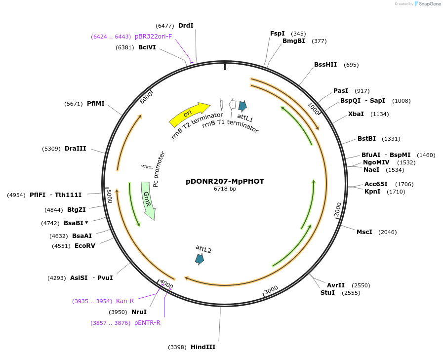 100600-plasmid-map-sequence-id-269256