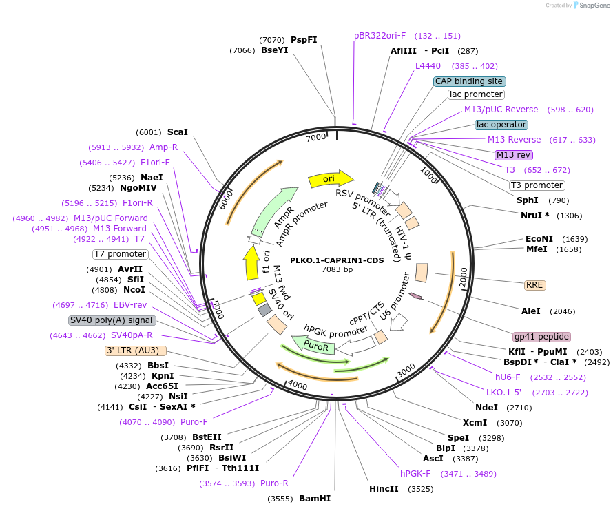 136054-plasmid-map-sequence-id-269275