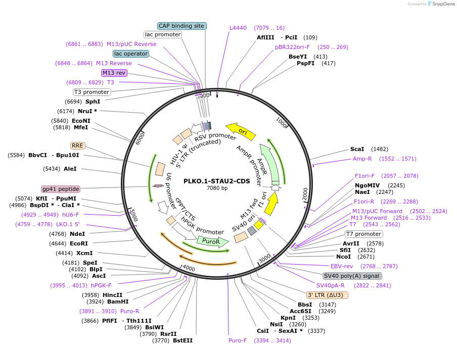 136050-plasmid-map-sequence-id-269277