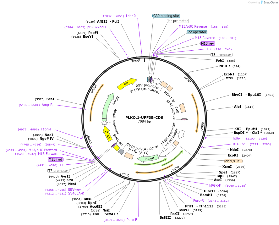 136045-plasmid-map-sequence-id-269278