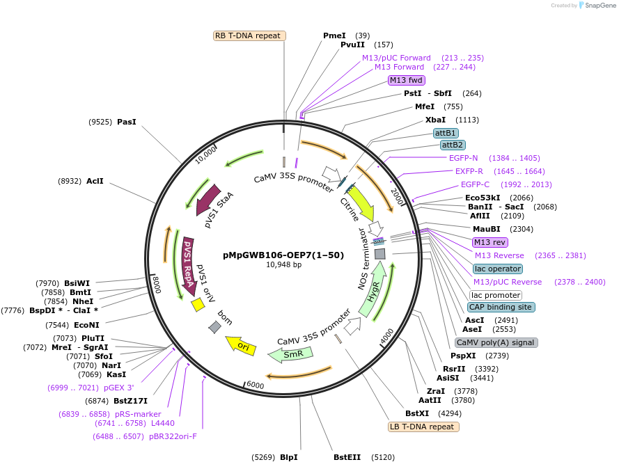 100602-plasmid-map-sequence-id-269280