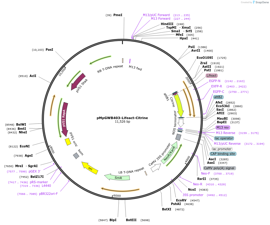 100582-plasmid-map-sequence-id-269391
