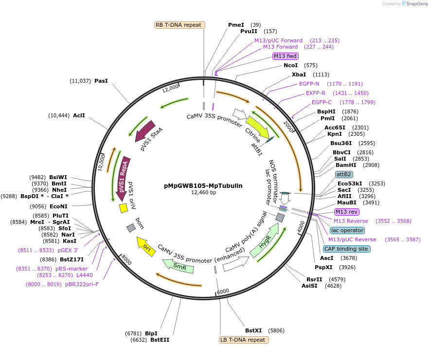 100588-plasmid-map-sequence-id-269402