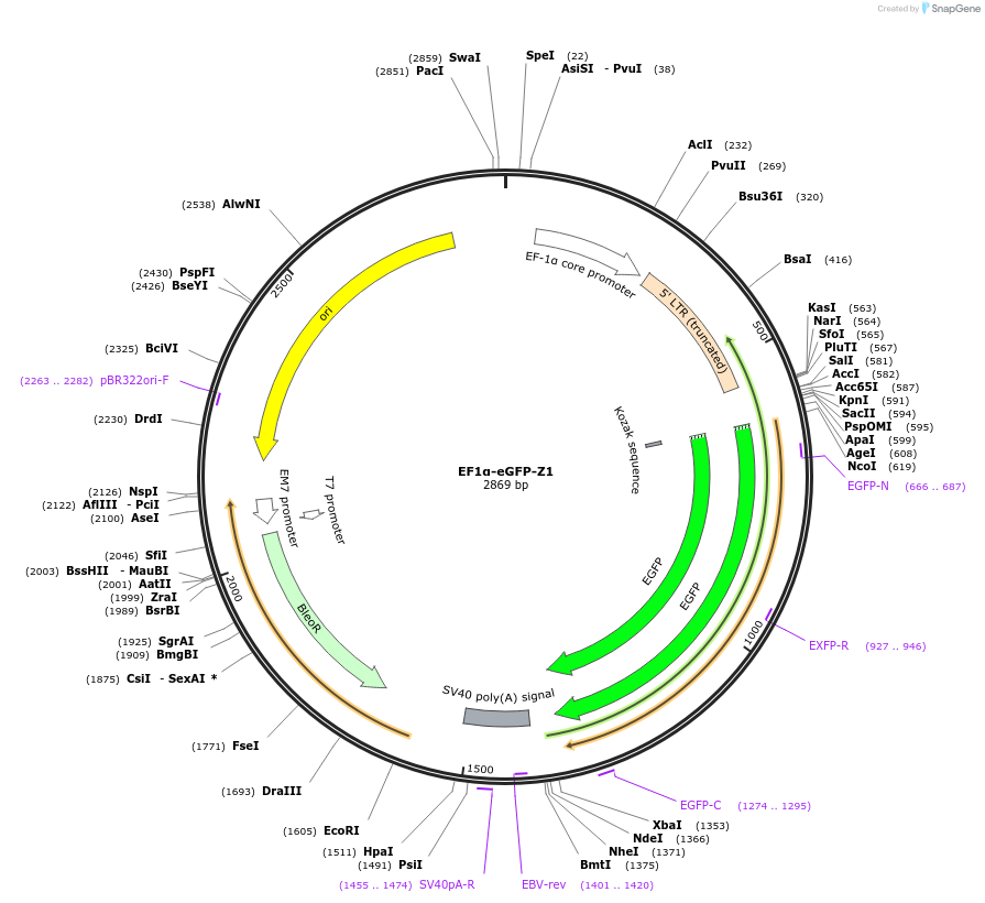 135612-plasmid-map-sequence-id-269403