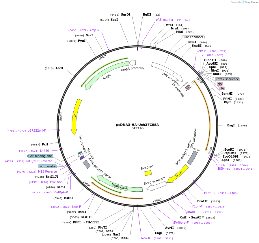 19416-plasmid-map-sequence-id-269405