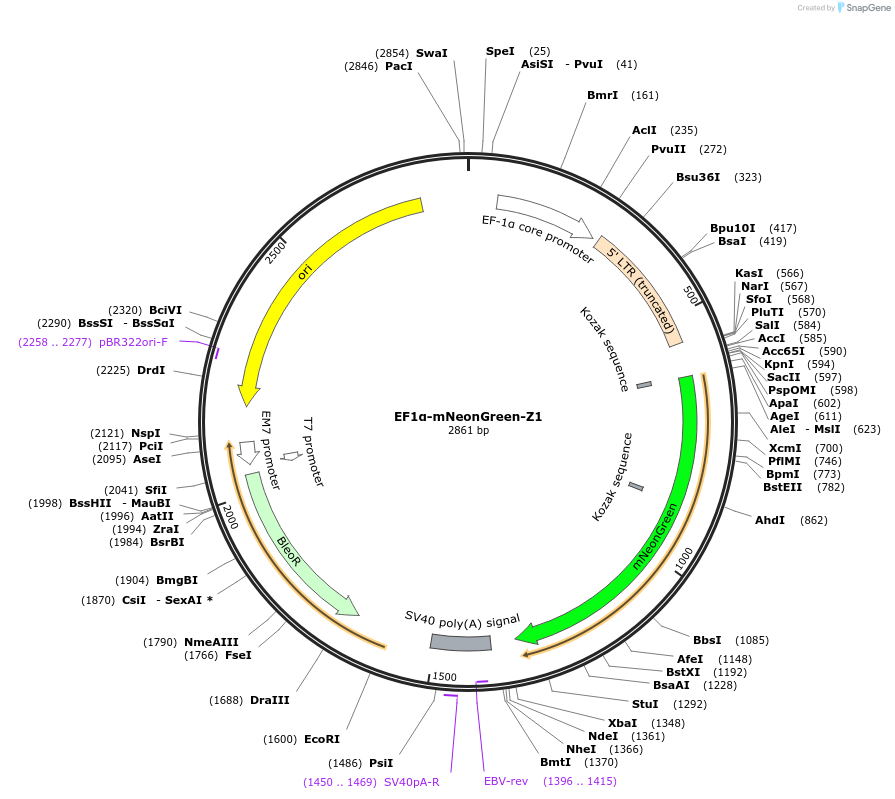 135613-plasmid-map-sequence-id-269406