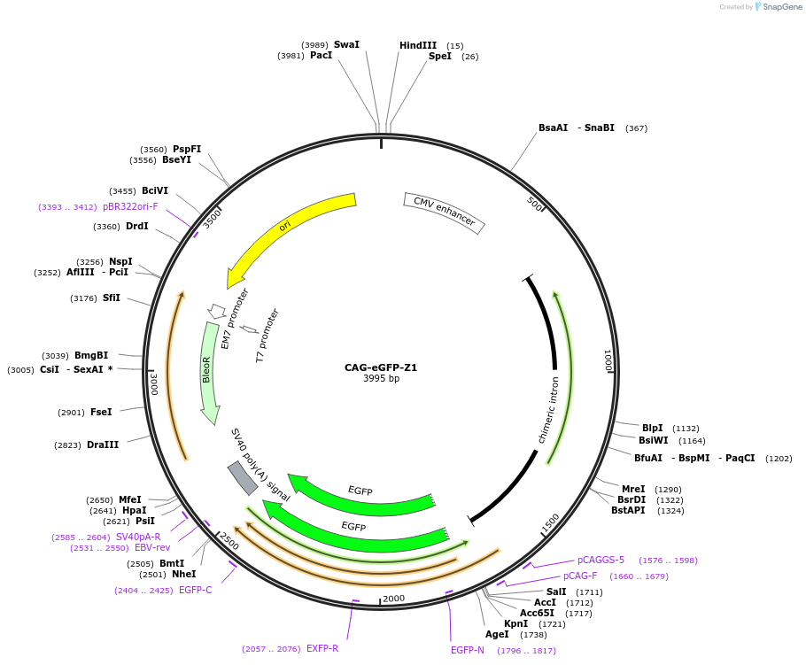 135046-plasmid-map-sequence-id-269409