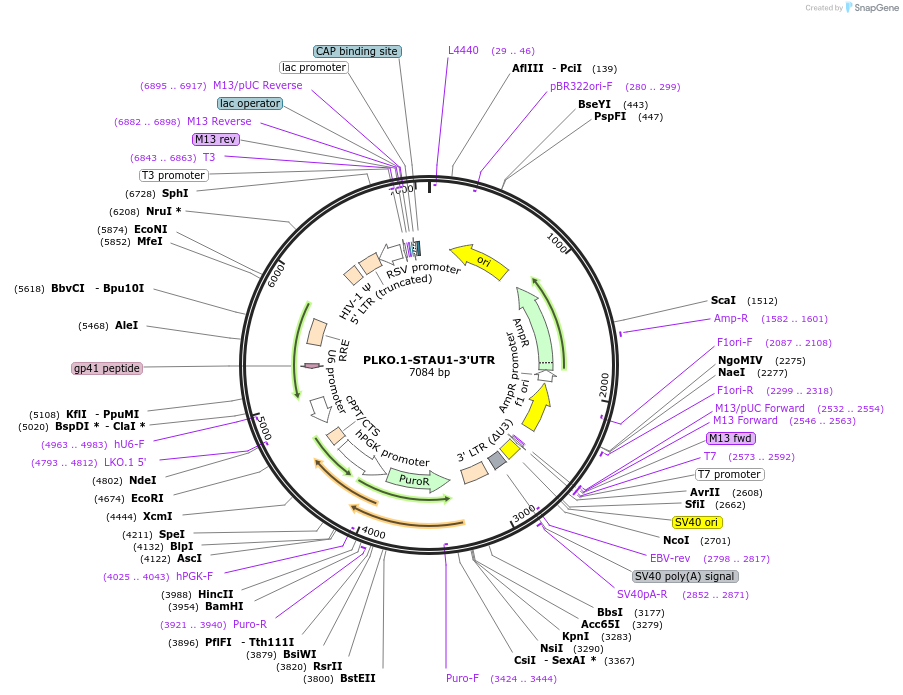 136049-plasmid-map-sequence-id-269422