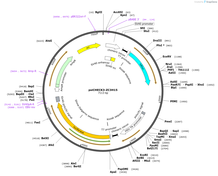 136015-plasmid-map-sequence-id-269428