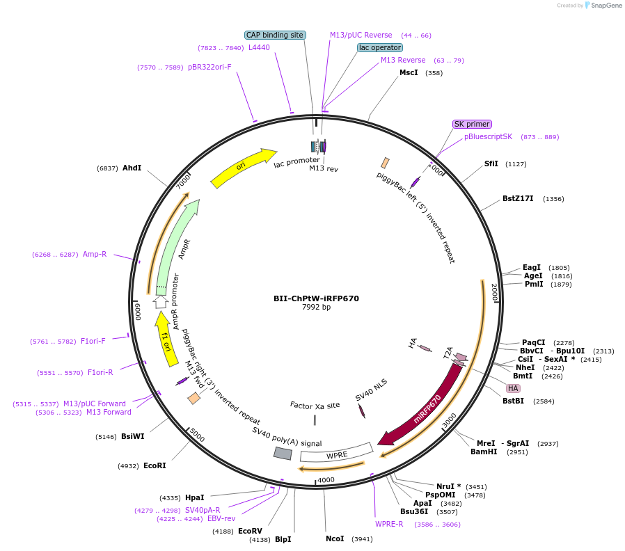 133397-plasmid-map-sequence-id-269430