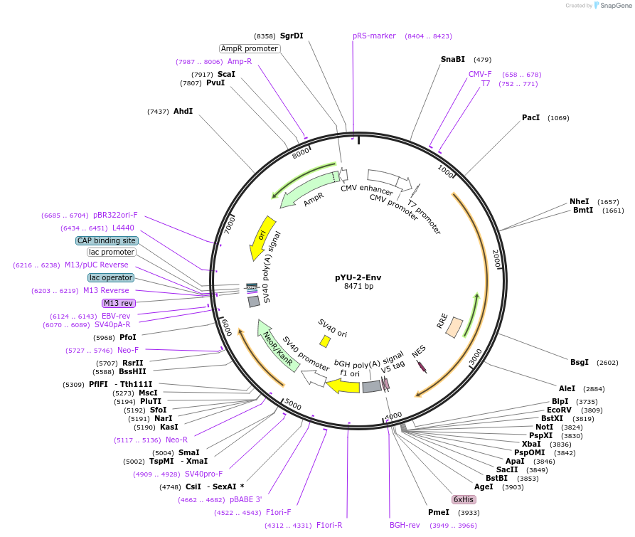 133997-plasmid-map-sequence-id-269454