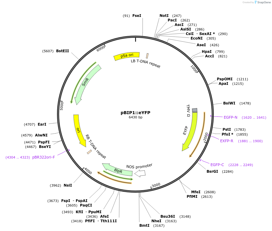 135231-plasmid-map-sequence-id-269457