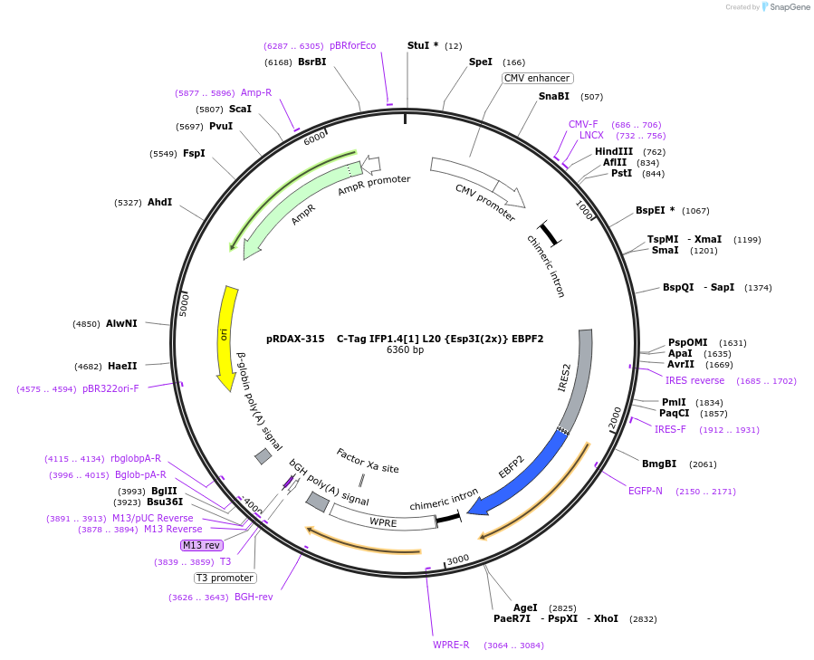 129818-plasmid-map-sequence-id-269474