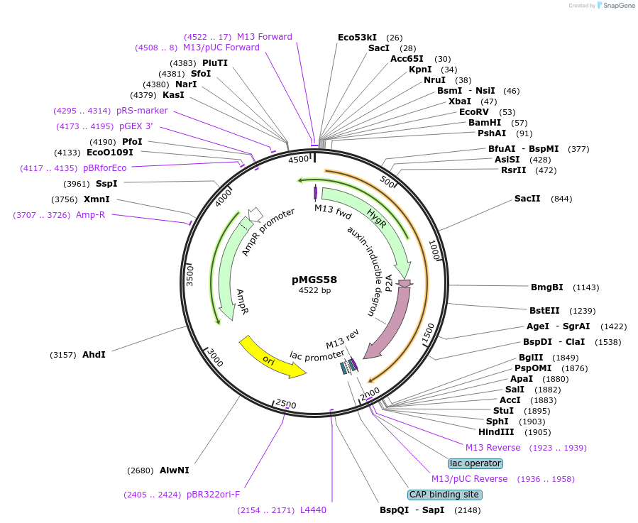 135311-plasmid-map-sequence-id-269479
