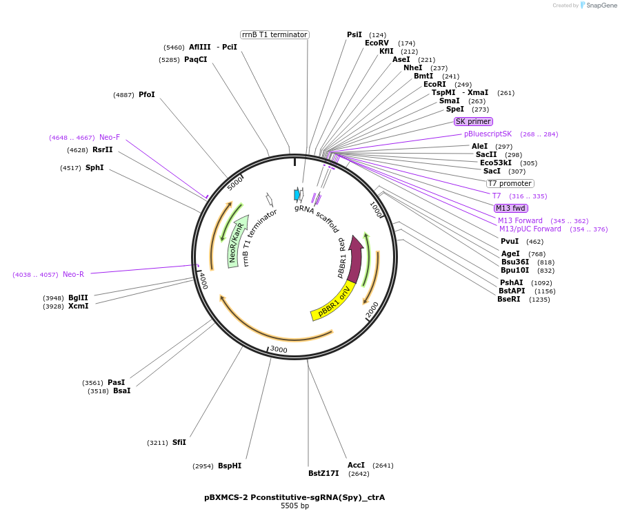 133334-plasmid-map-sequence-id-269481