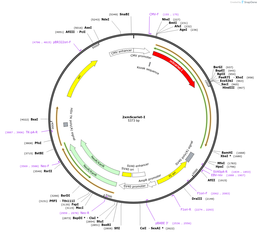 127807-plasmid-map-sequence-id-269484