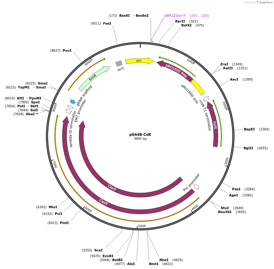 122096-plasmid-map-sequence-id-269491