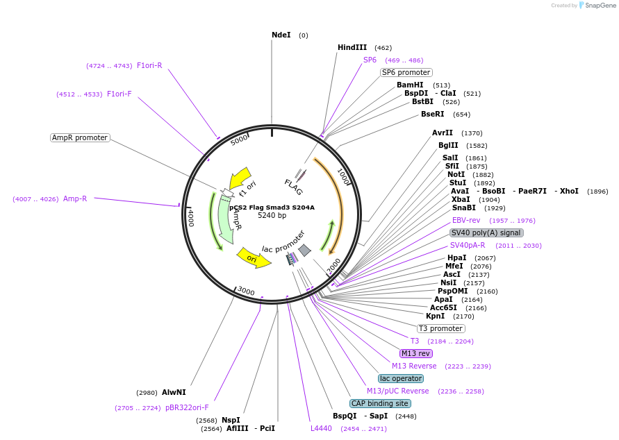 27114-plasmid-map-sequence-id-269493