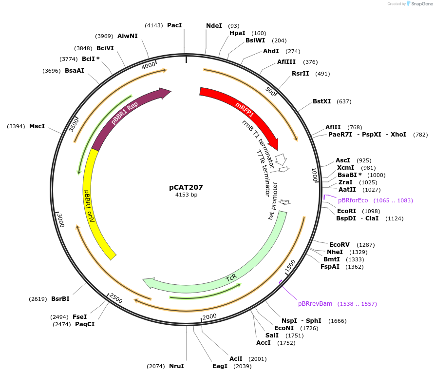 134884-plasmid-map-sequence-id-269499