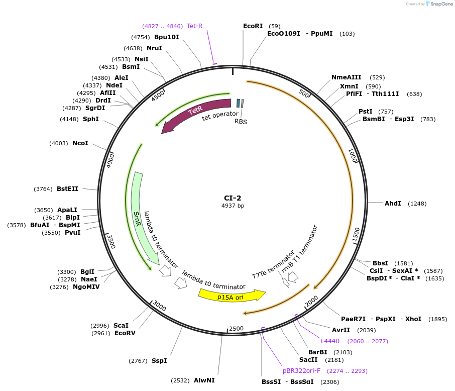 135165-plasmid-map-sequence-id-269500