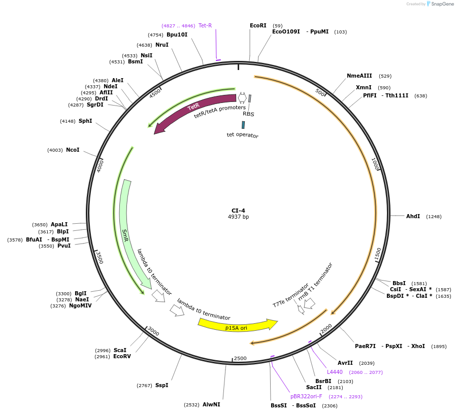 135167-plasmid-map-sequence-id-269506