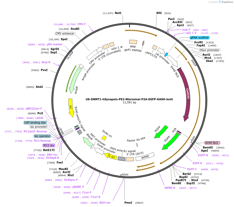 135955-plasmid-map-sequence-id-269512