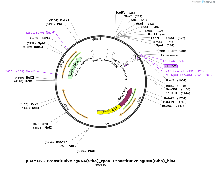 133347-plasmid-map-sequence-id-269540