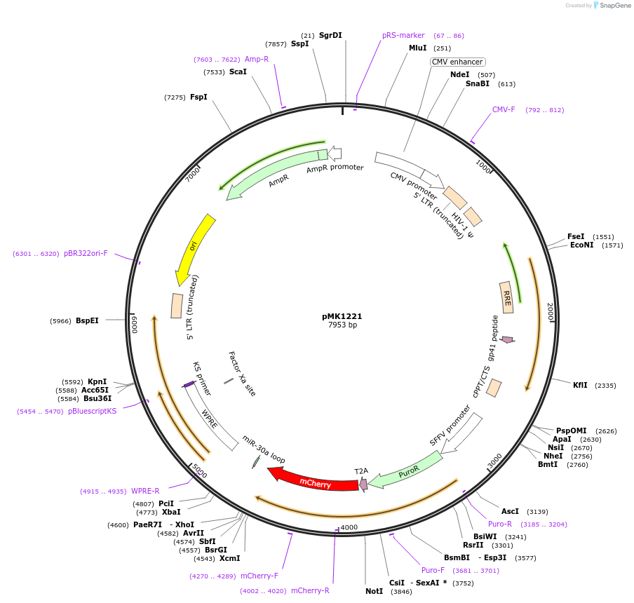 84220-plasmid-map-sequence-id-269545