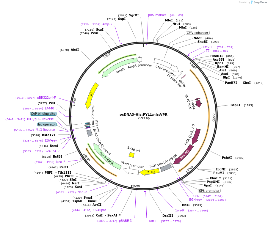 135988-plasmid-map-sequence-id-269546