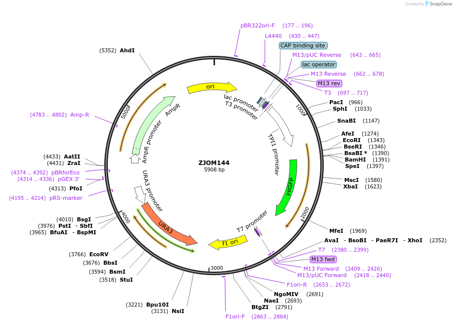 133630-plasmid-map-sequence-id-269548