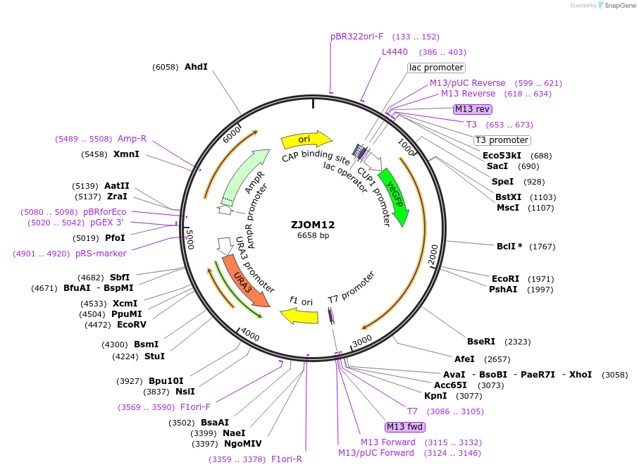 133638-plasmid-map-sequence-id-269549