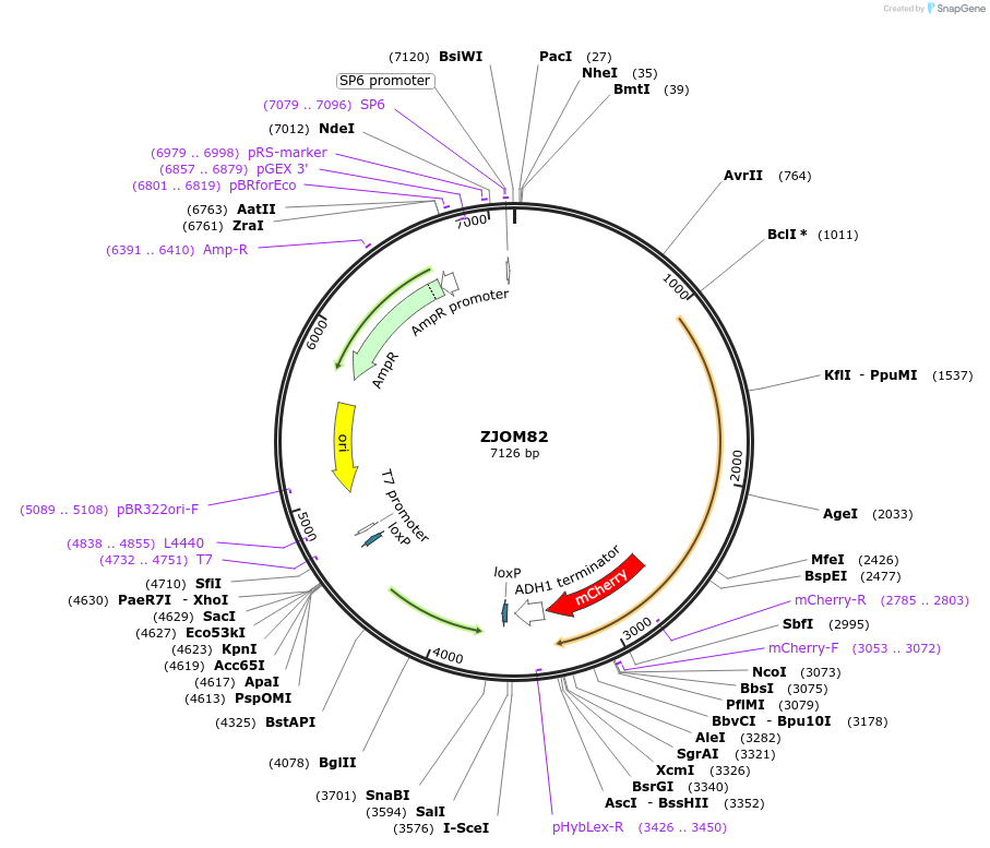 133648-plasmid-map-sequence-id-269551