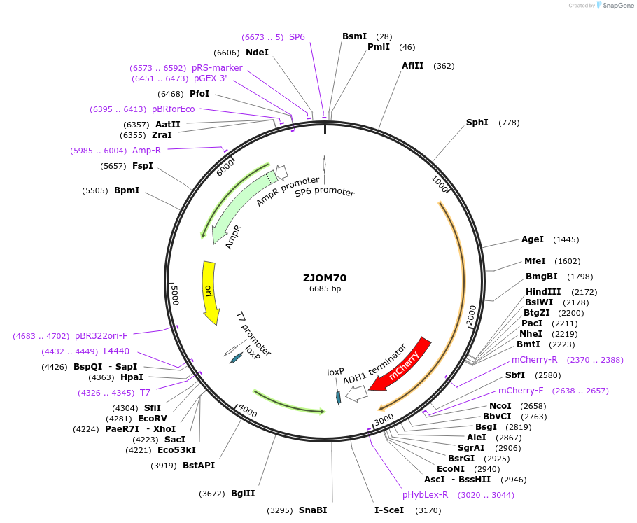 133658-plasmid-map-sequence-id-269552