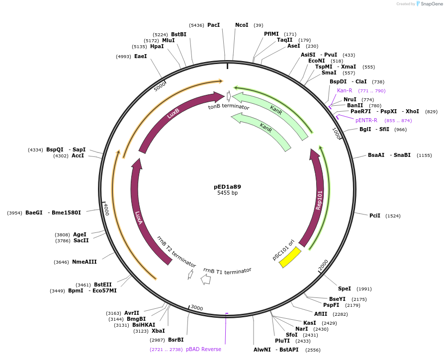 134793-plasmid-map-sequence-id-269559