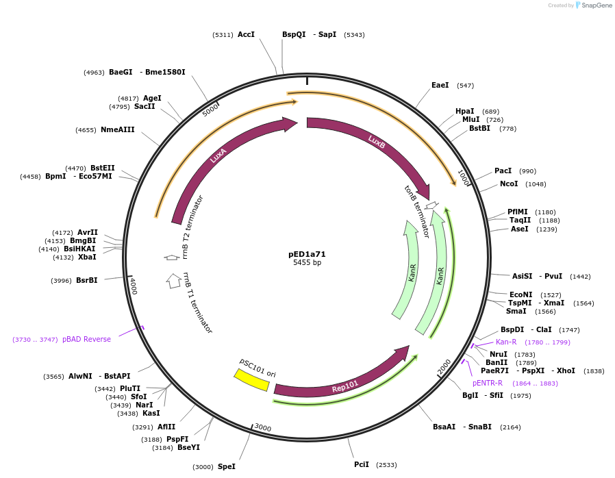 134792-plasmid-map-sequence-id-269560