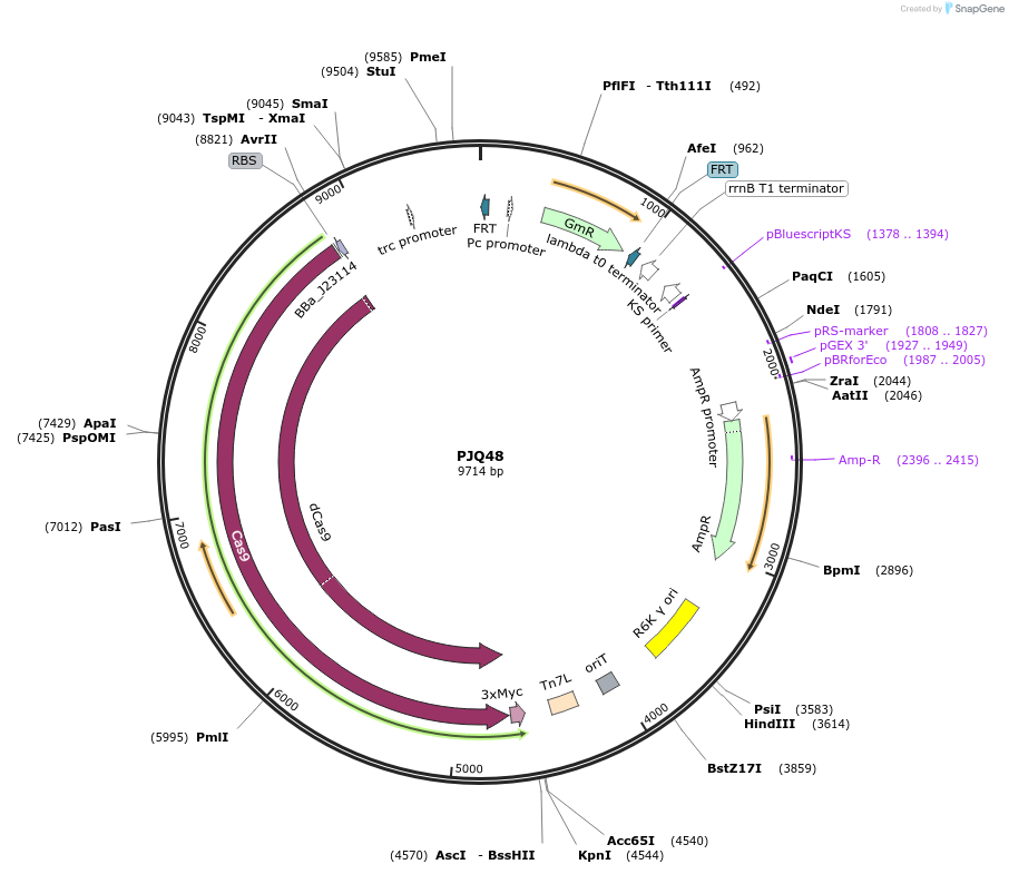 134647-plasmid-map-sequence-id-269563
