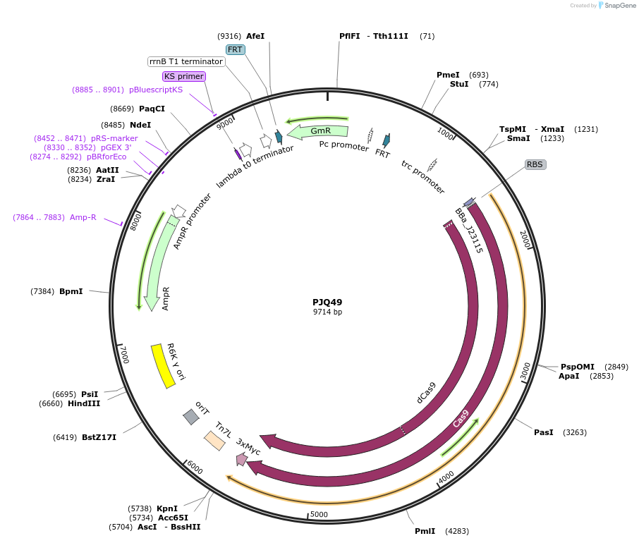 134657-plasmid-map-sequence-id-269564