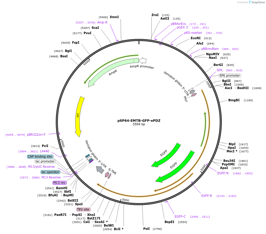 135600-plasmid-map-sequence-id-269568