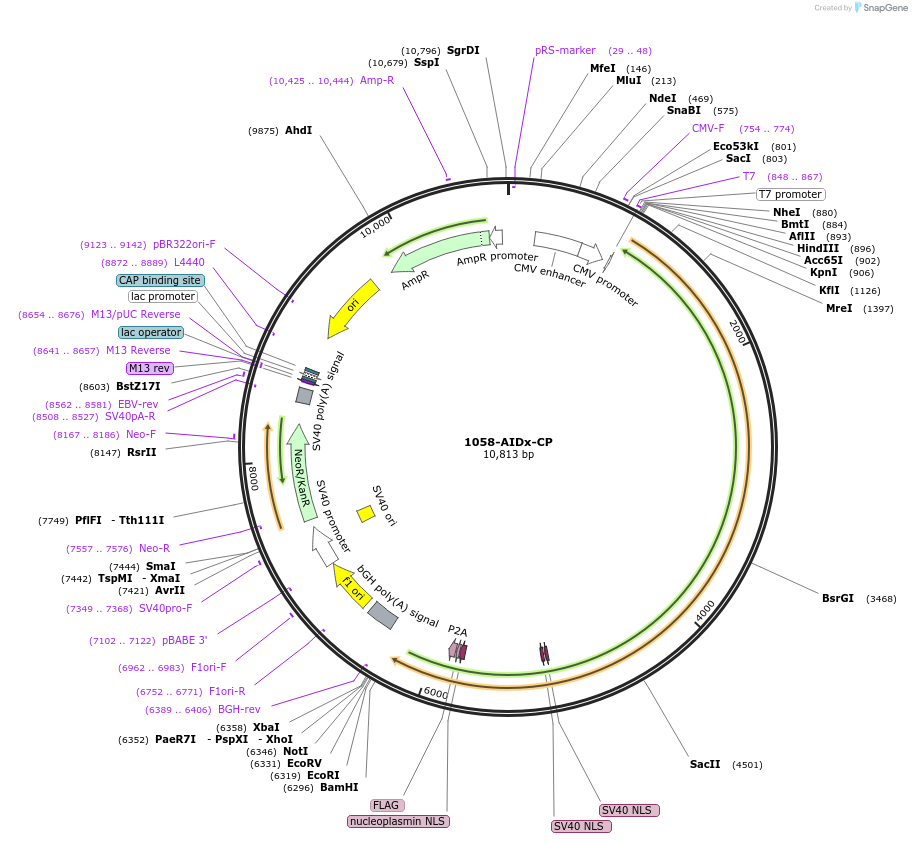 135342-plasmid-map-sequence-id-269571