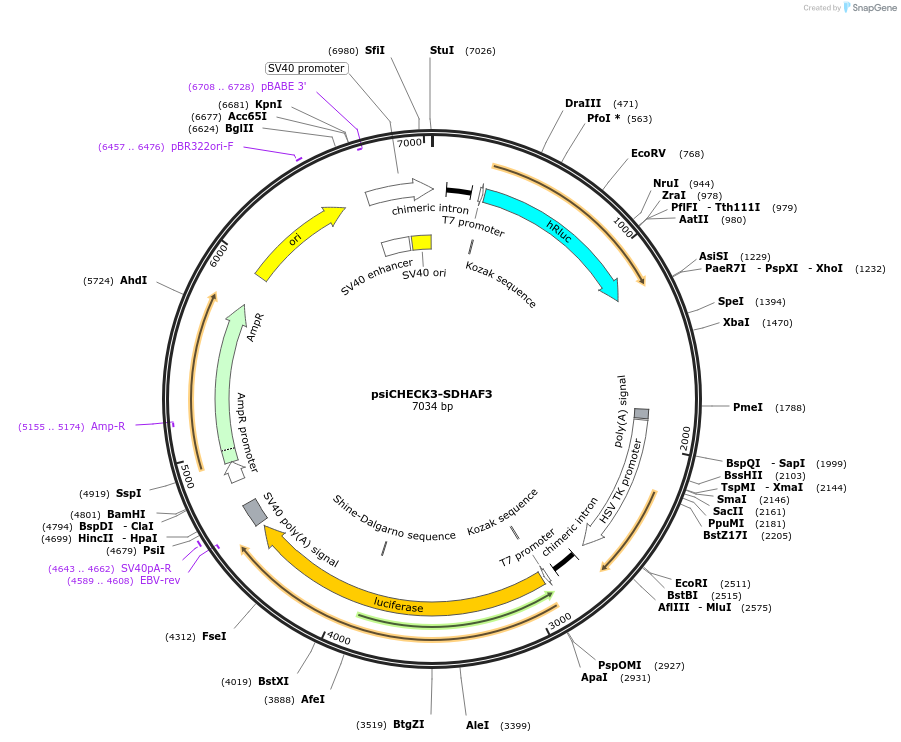 136013-plasmid-map-sequence-id-269575