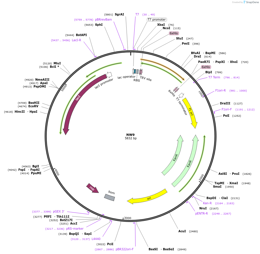 133442-plasmid-map-sequence-id-269584
