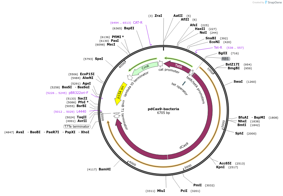 44249-plasmid-map-sequence-id-269588