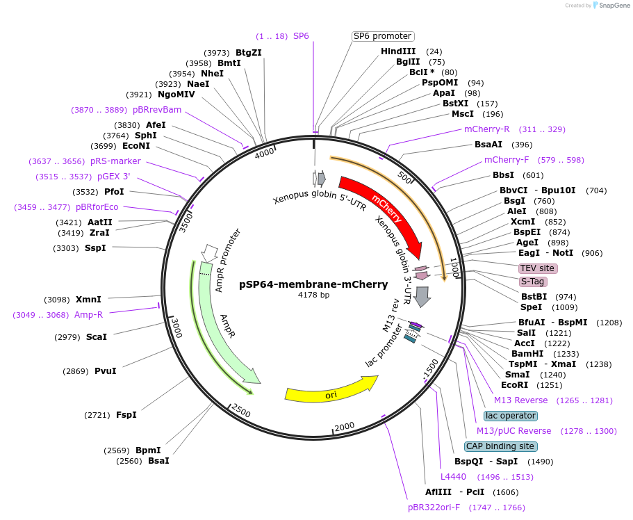 135598-plasmid-map-sequence-id-269591