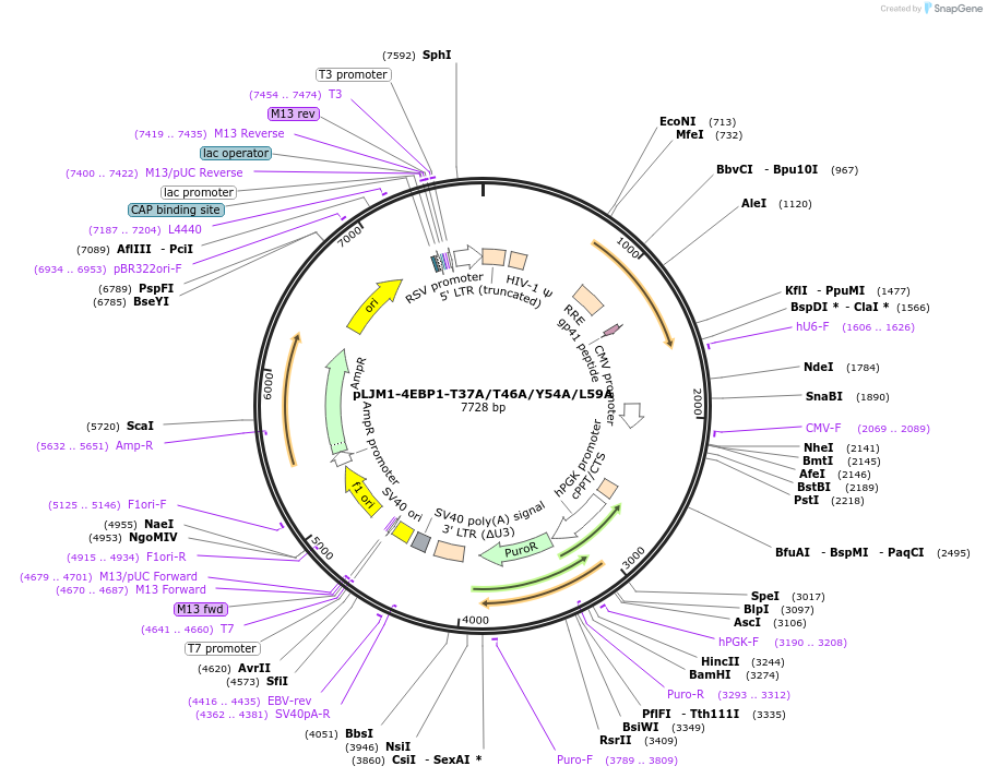 136421-plasmid-map-sequence-id-269592
