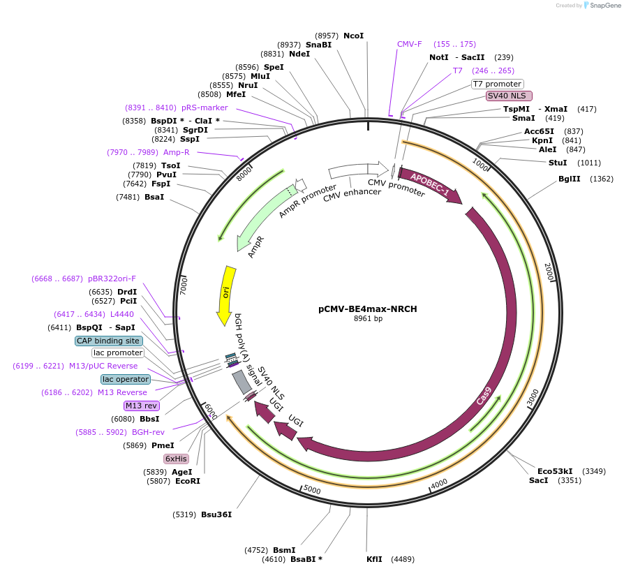 136920-plasmid-map-sequence-id-269626